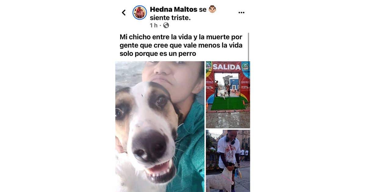 Envenenan “can” de Hedna la boxeadora