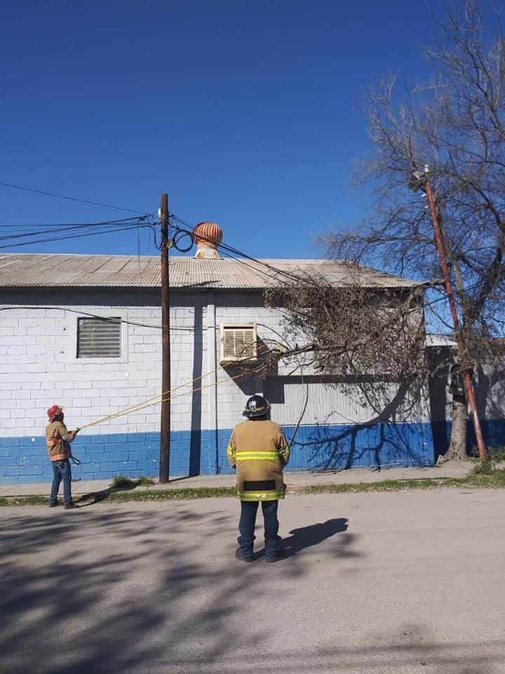 Colapsaron árboles con fuertes vientos