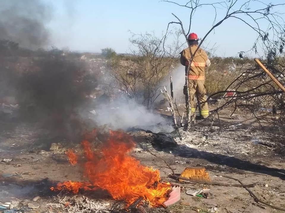 Colapsaron árboles con fuertes vientos