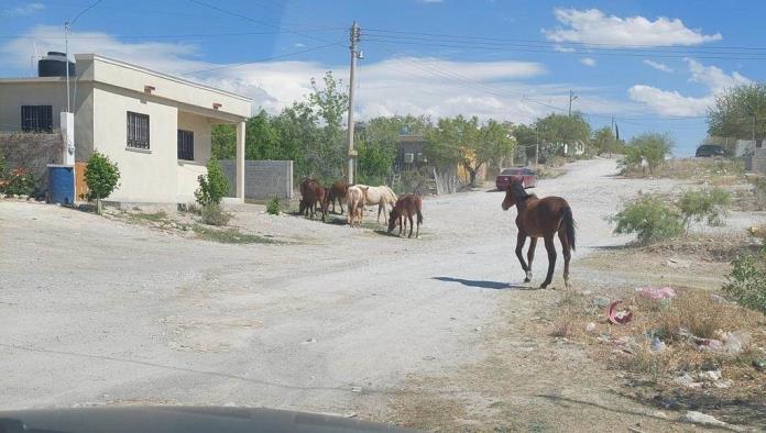 Multarán a dueños de ganado que ande suelto