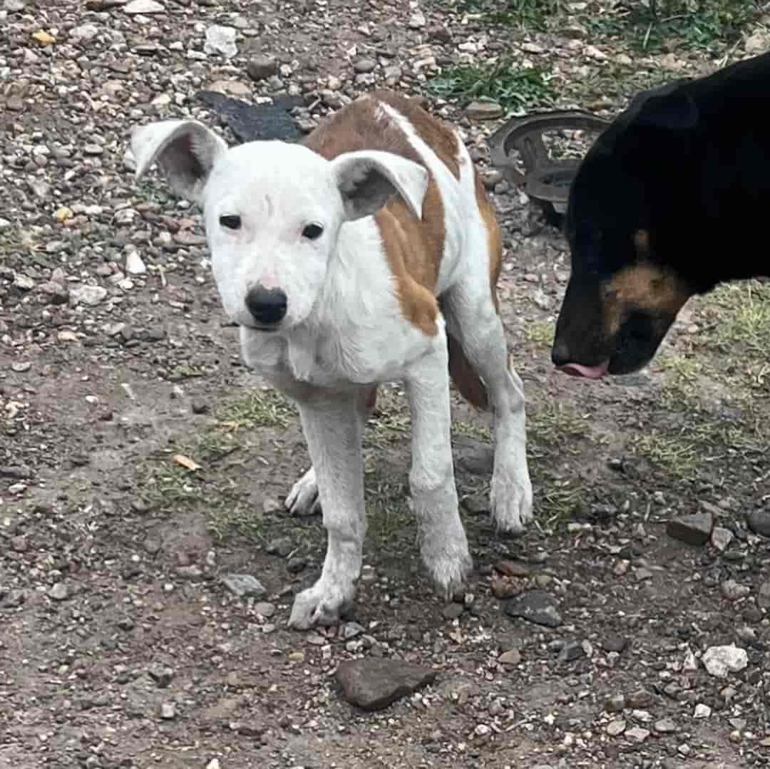 Perritos de Don Benito están listos para ser ADOPTADOS