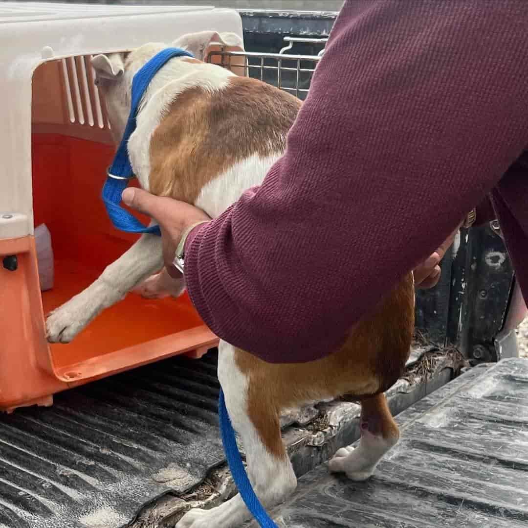 Perritos de Don Benito están listos para ser ADOPTADOS