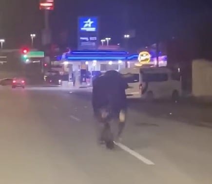 ¡Causa alarma TORO desbocado en la ciudad!