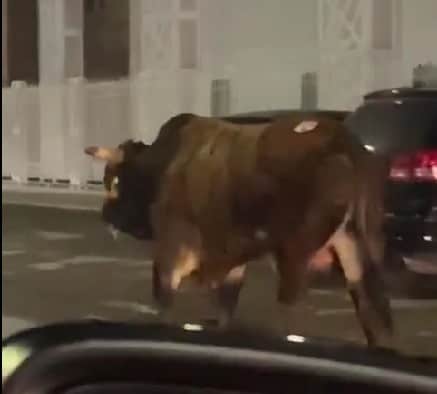 ¡Causa alarma TORO desbocado en la ciudad!