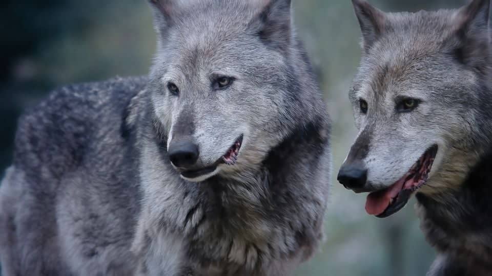 Investigan si lobos en Chernobyl muestran resistencia al cáncerCréditos: Canva