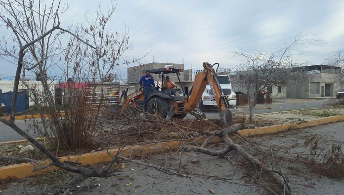 Rehabilitan camellón de la Colosio