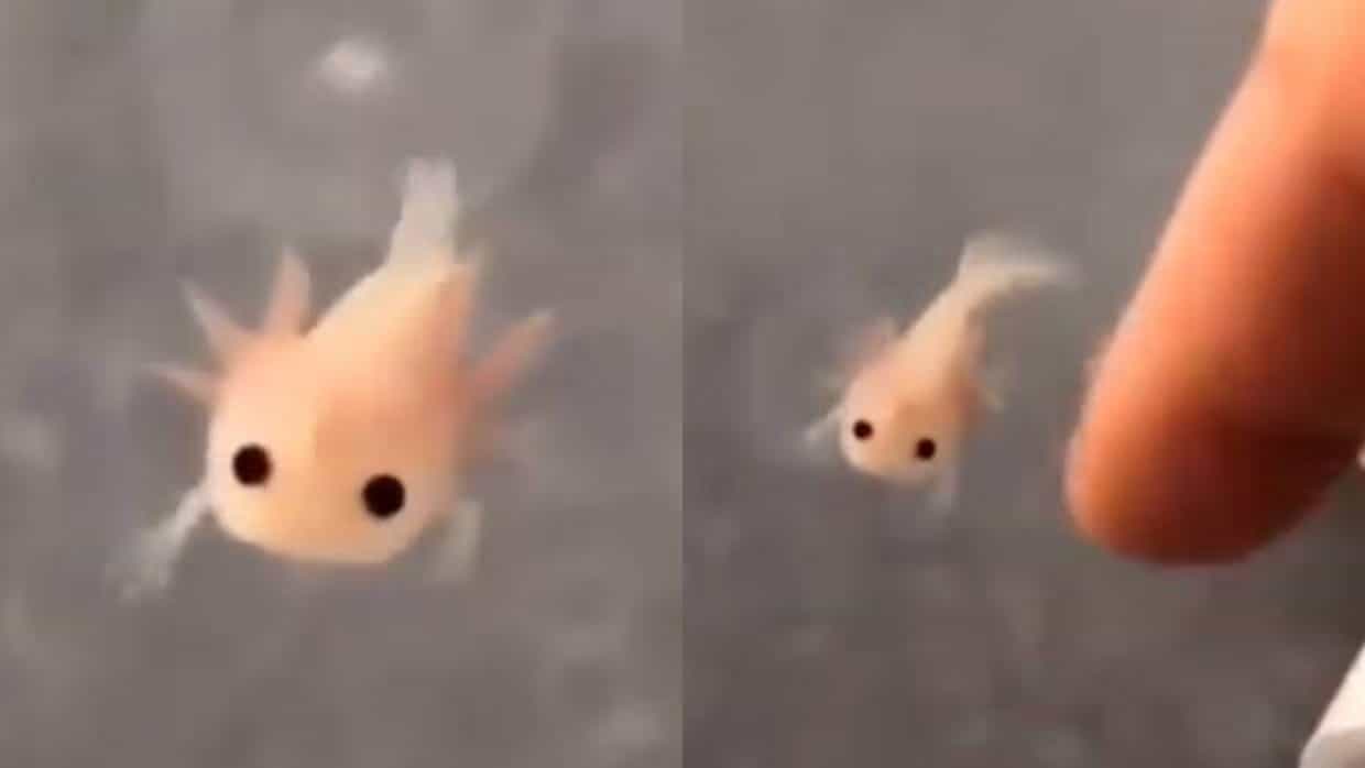 VIRAL: Ajolote bebé enternece a usuarios de redes sociales / Foto: Especial