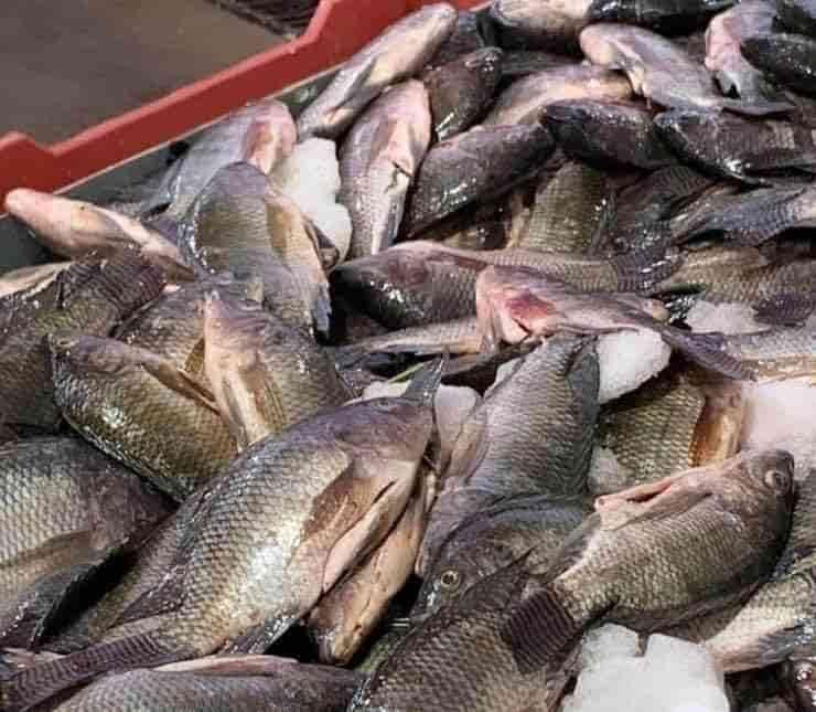 Verificarán SSA los pescados y mariscos
