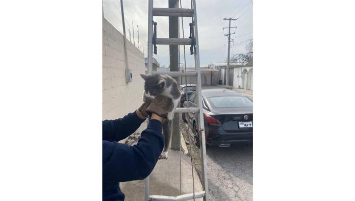 Rescatan Bomberos a gatito atrapado en poste