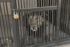 Sujeto intenta hacer una selfie con un león y pierde la vida
