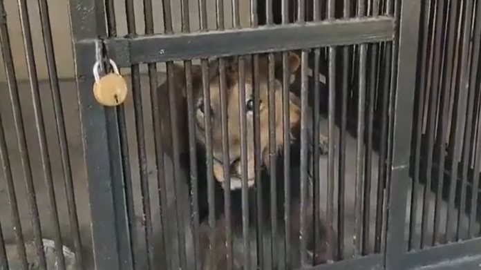 Sujeto intenta hacer una selfie con un león y pierde la vida Sujeto intenta hacer una selfie con un león y pierde la vida