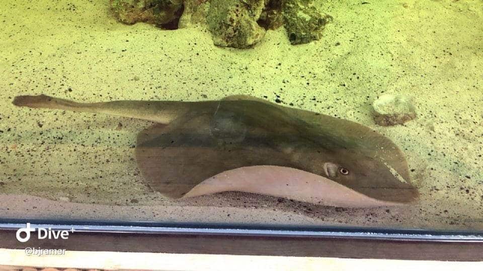 Créditos: Facebook Aquarium & Shark Lab by Team ECCO