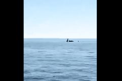 Captan a grupo de orcas atacando una ballena en playas de Sonora