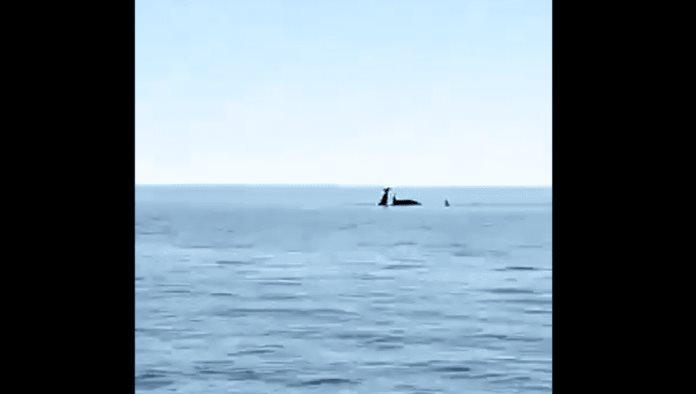 Captan a grupo de orcas atacando una ballena en playas de Sonora