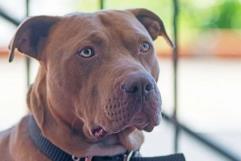 Muere criador de perros atacado por sus pitbulls en California