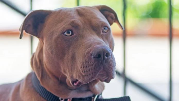 Muere criador de perros atacado por sus pitbulls en California