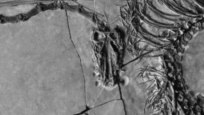 Científicos encuentran el fósil de un dragón en China; Un dinosaurio de hace 240 MDA