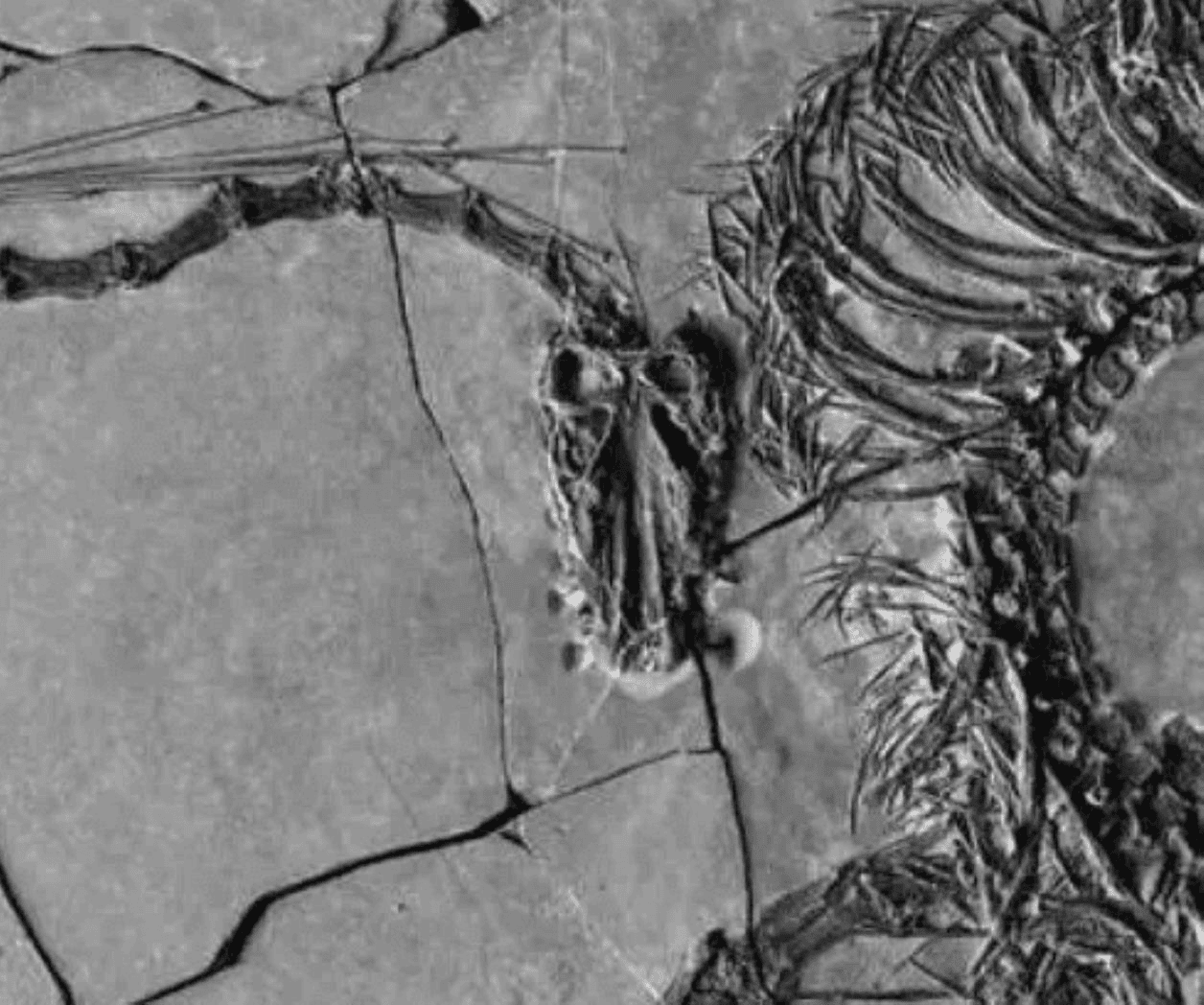 Científicos encuentran el fósil de un dragón en China; Un dinosaurio de hace 240 MDA