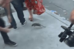 Inesperada rata roba escena en entrevista en vivo del alcalde Buenos Aires