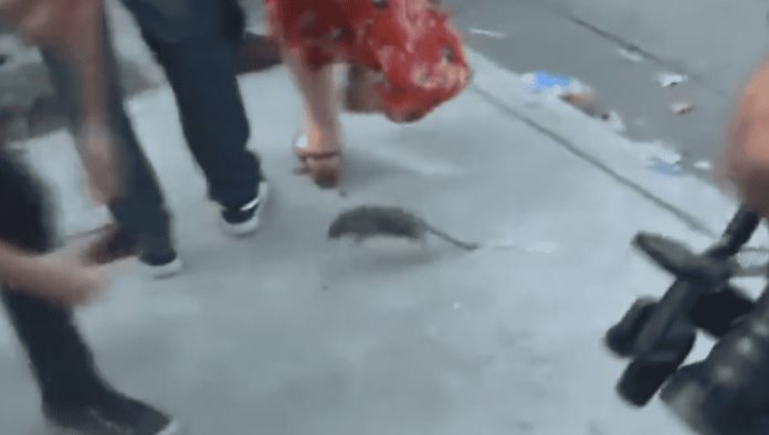 Inesperada rata roba escena en entrevista en vivo del alcalde Buenos Aires