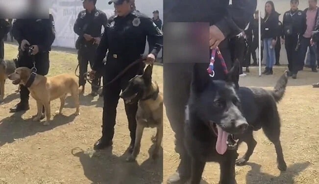Perritos policía se jubilan con honores