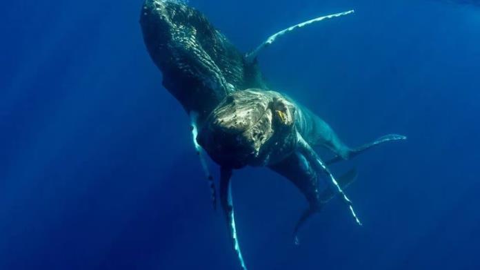 Dos ballenas jorobadas macho son captadas apareándose en Maui, Hawái Dos ballenas jorobadas macho son captadas apareándose en Maui, Hawái