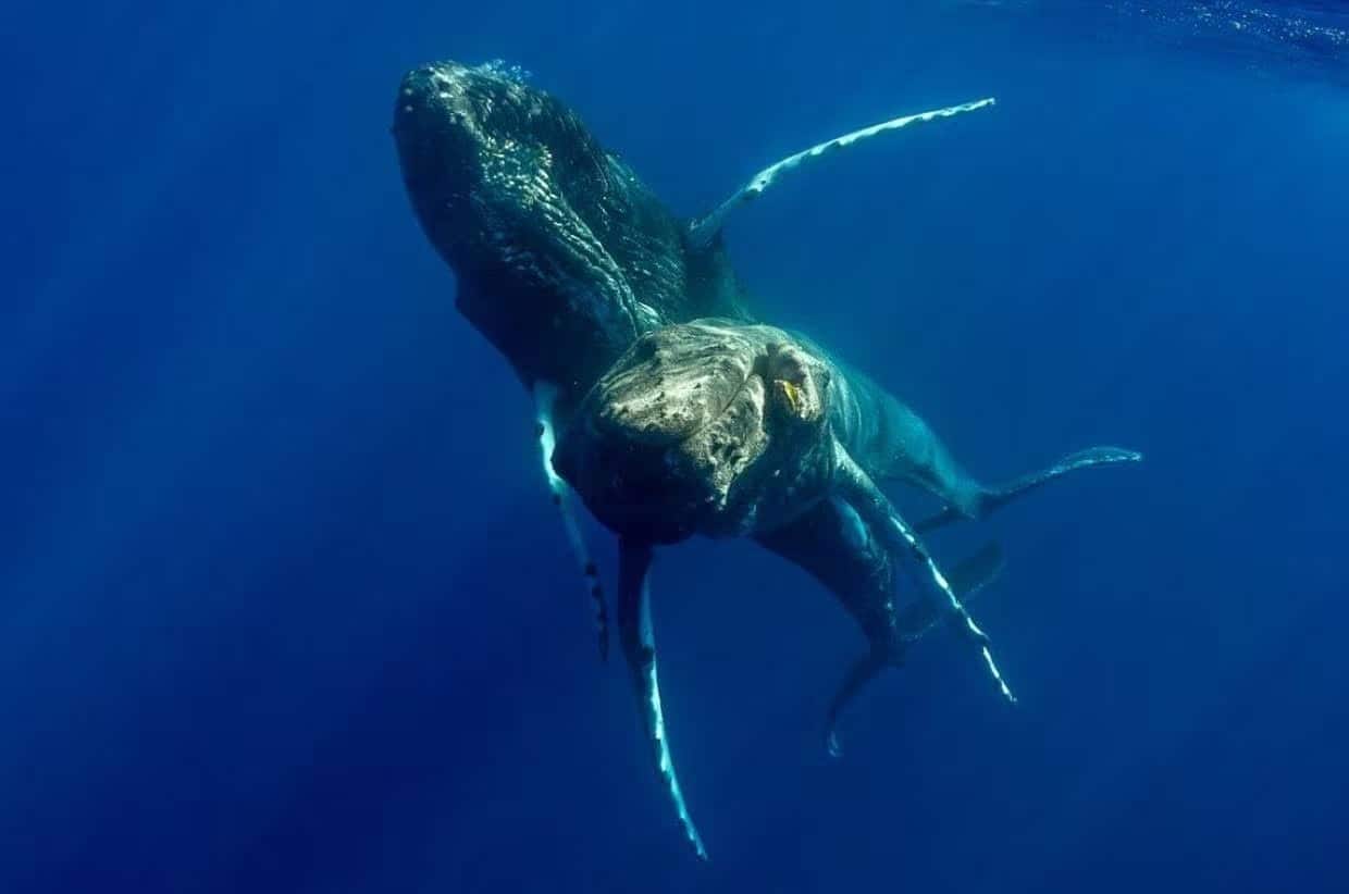 Dos ballenas jorobadas macho son captadas apareándose en Maui, Hawái