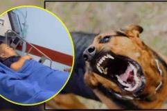 Medio Metro es hospitalizado de emergencia tras ser atacado por un perro rabioso