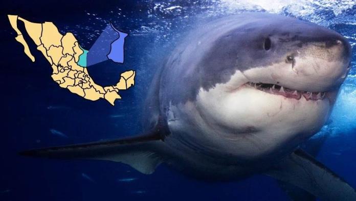 ¿Hay un tiburón blanco en aguas de Tamaulipas? Esto se sabe