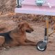 Mascota acompaña a su dueña a su última morada tras pasar años desaparecida