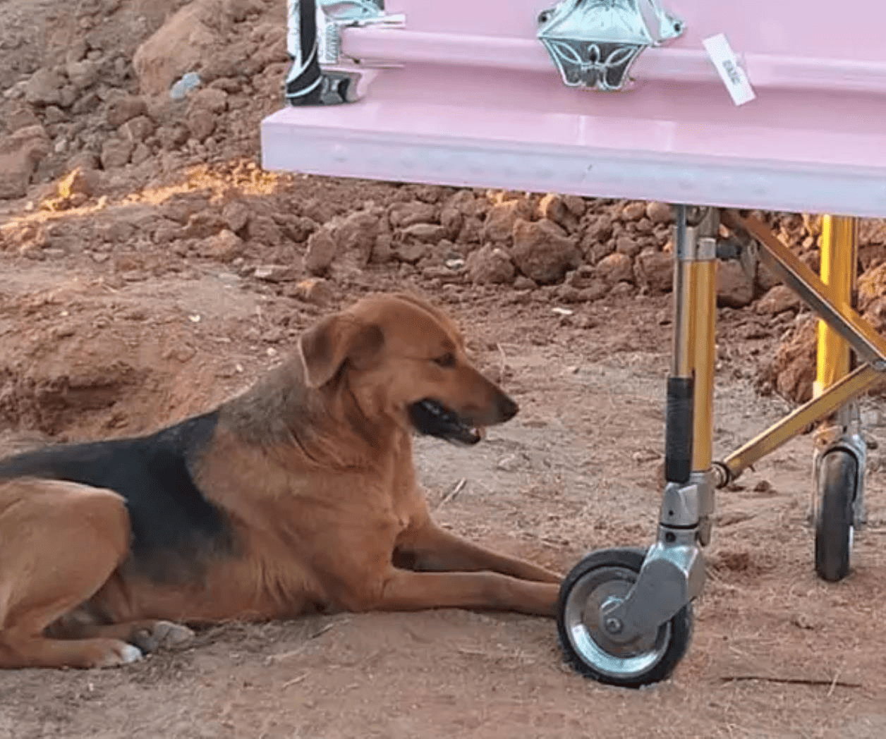 Mascota acompaña a su dueña a su última morada tras pasar años desaparecida