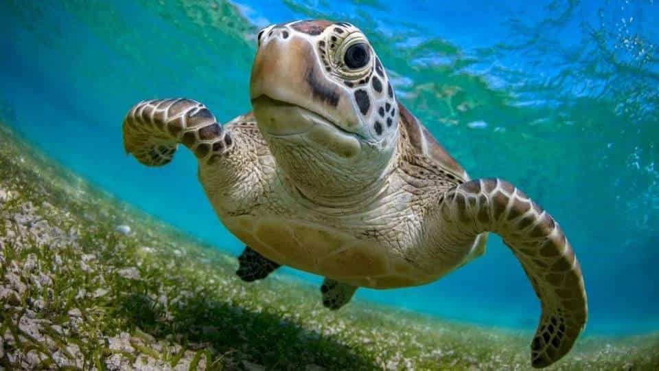 Mueren ocho niños tras comer carne de tortuga en Tanzania