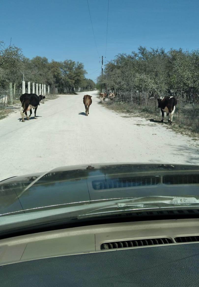 ¡TRAMO RIESGOSO! Aumenta las cabezas de ganado en carreteras de la región