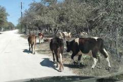 ¡TRAMO RIESGOSO! Aumenta las cabezas de ganado en carreteras de la región