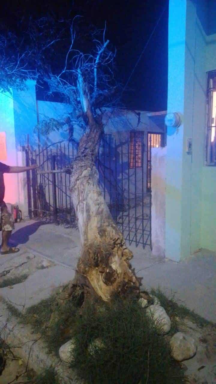 Caen cinco árboles y dos postes de madera