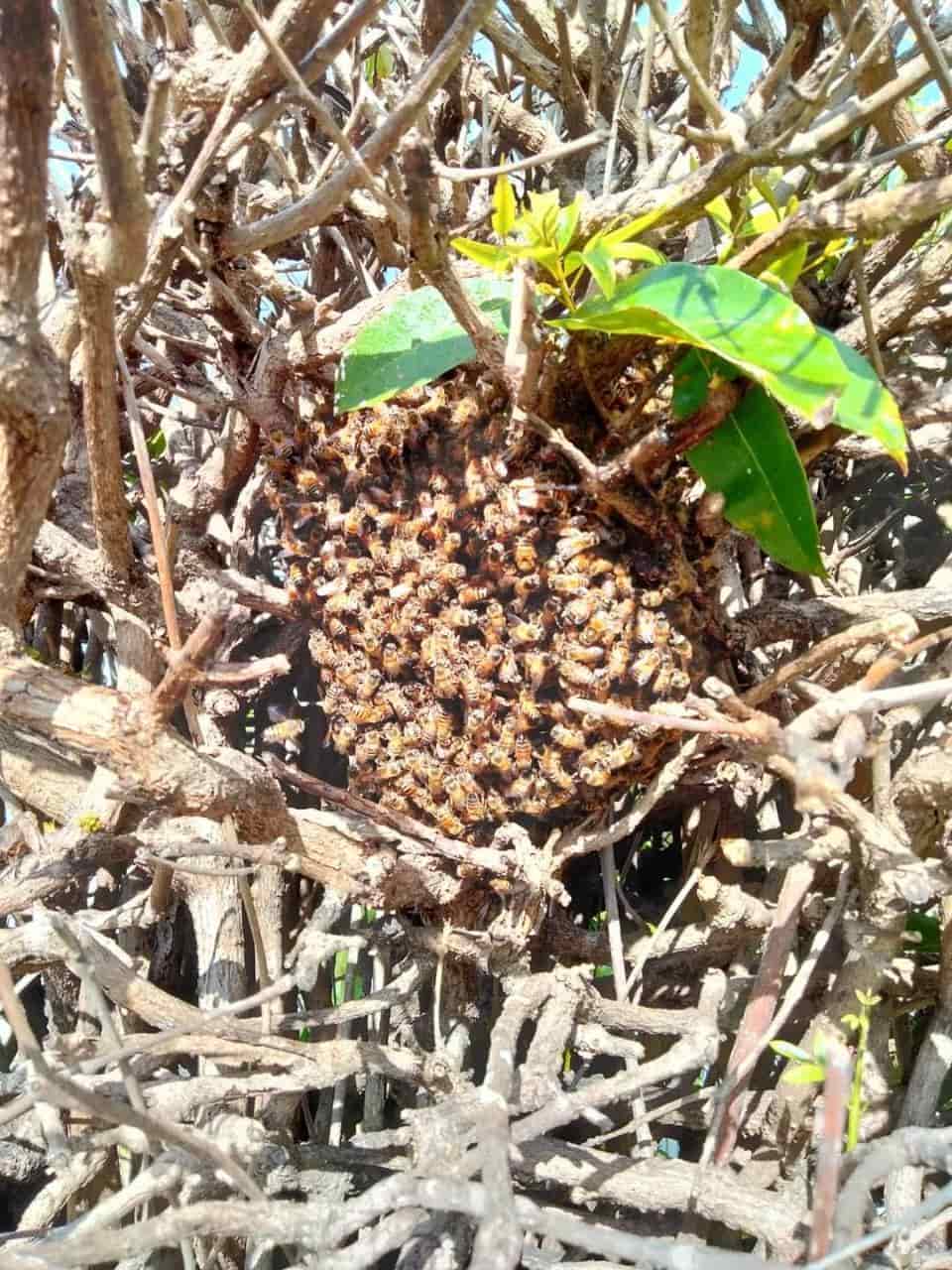 Piden a la ciudadanía tener cuidado con el aumento de enjambres de abejas en Allende