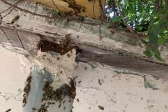Piden a la ciudadanía tener cuidado con el aumento de enjambres de abejas en Allende