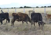 Lidian ejidatarios contra la sequía y mortandad de ganado