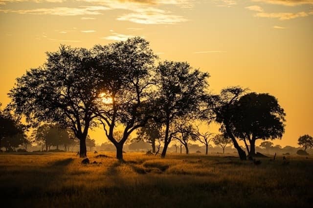 Luchando contra la sequía: estrategias para devolver la lluvia a Hwange Park