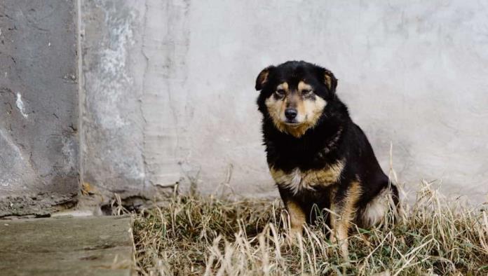 Aumento Alarmante de Perros Abandonados Preocupa a Defensores de los Animales