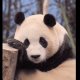 Serás siempre nuestra bebé; Cientos de coreanos se despiden del panda Fu Bao