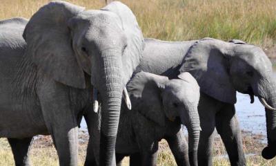 ¡No es broma!; Presidente de Botsuana amenaza con enviar 20,000 elefantes a Alemania