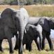 ¡No es broma!; Presidente de Botsuana amenaza con enviar 20,000 elefantes a Alemania