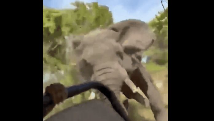 Furioso elefante ataca autobús de turistas en Zambia