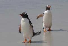 Encuentran restos de cientos de pingüinos en la Antártida; Podría ser la gripe H5N1