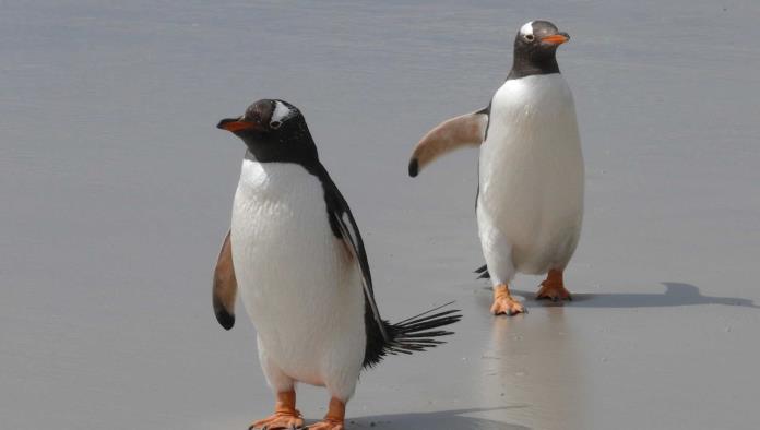 Encuentran restos de cientos de pingüinos en la Antártida; Podría ser la gripe H5N1