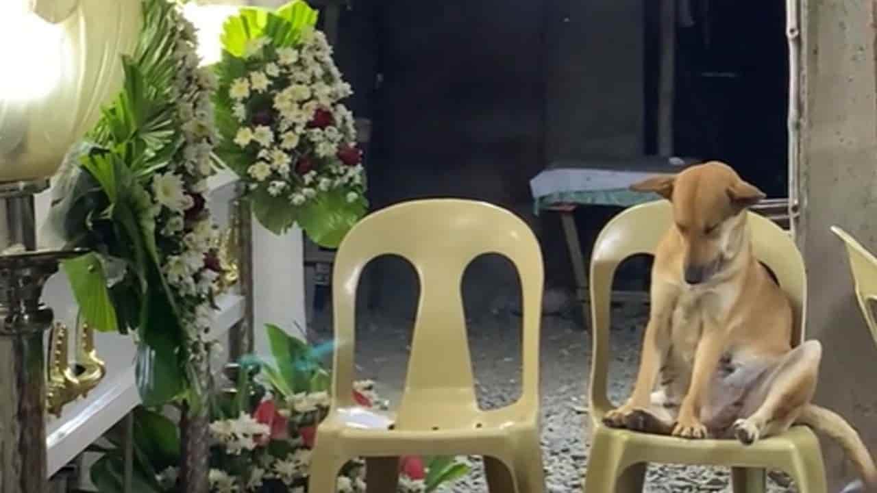 EMOTIVO: Cansado perrito se queda dormido velando en el funeral de su dueña