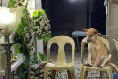EMOTIVO: Cansado perrito se queda dormido velando en el funeral de su dueña