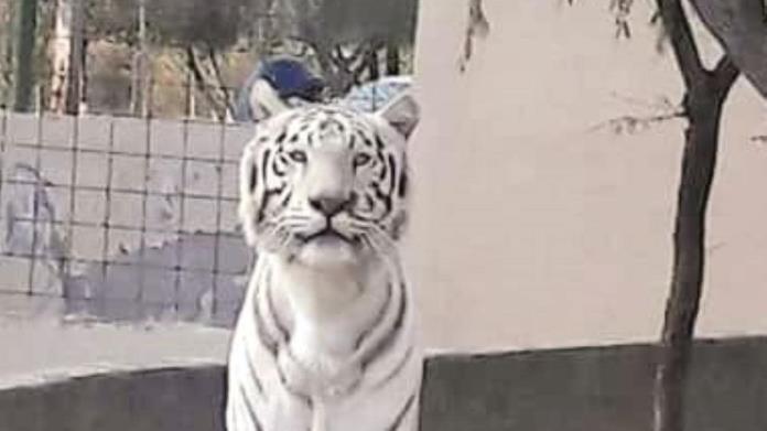 Cambiaron animales su comportamiento en el Zoológico Cambiaron animales su comportamiento en el Zoológico