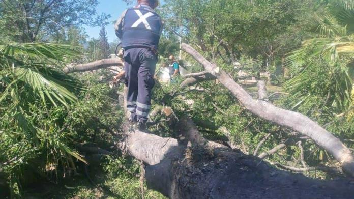 Derriba viento arboles